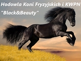 Hodowla koni fryzyjskich i KWPN "Black&Beauty"