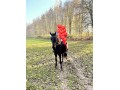 Sprzedam urokliwego wałacha 