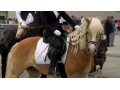 wałach haflinger 7 lat