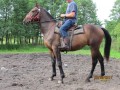 Szczegóły : sprzedam klacz