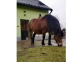 Szczegóły : Sprzedam Klacz źrebną