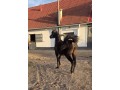 Szczegóły : Na sprzedaż klacz czystej krwi arabskiej