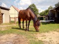 Szczegóły : Klacz huculska 9 lat ujezdzona b. Spokojna