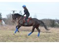Szczegóły : Klacz do sportu lub hodowlii