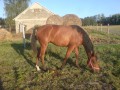 Sprzedam klacz 