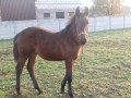 Szczegóły : Sprzedam źrebaka ogierka