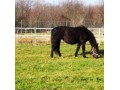 Szczegóły : Klacz Śląska kara źrebna