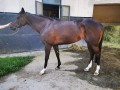 Szczegóły : Predám kobylku 