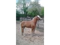 Stanowka haflinger ogier
