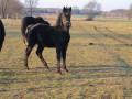 klacz śląska