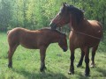 Szczegóły : Sprzedam klacze 4,5 i 7 lat