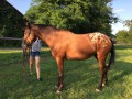 Szczegóły : sprzedam tarantowatą klacz SP 