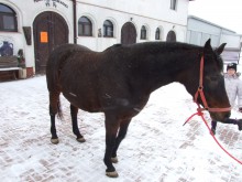 Afra