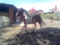 Sprzedam ogiera rasy wielkopolskiej