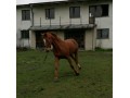 sprzedam konia