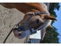 Szczegóły : klacz haflinger