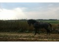 Szczegóły : SPRZEDAM SIWEGO OGIERA RASY ŚLĄSKIEJ