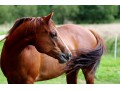 Szczegóły : klacz rasy American Paint Horse