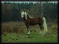 Haflinger, stanówka ogierem Haflinger, ogier