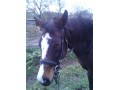 sprzedam