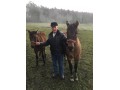 Szczegóły : Sprzedam klacz rasy huculskiej