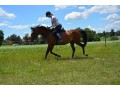 Szczegóły : Klacz SP sport hodowla