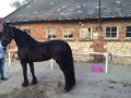 Sprzedam Konia Fryzyjskiego 