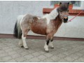 Szczegóły : Kucyk mini Klaczka 