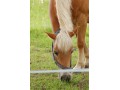 Szczegóły : Klacz Haflinger Bella