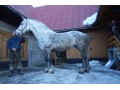 siwa klacz, Zakopane