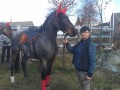 Sprzedam klacz 3 letnia