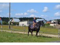 klacz fryzyjska