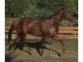 Szczegóły : Sprzedam ogiera AQH