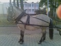 Sprzedam Konika Polskiego