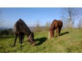 Szczegóły : Dzierzawa 2 klaczy