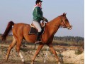 Wałach Arabski, Arab, Kasztan , możliwe raty! Możliwość pensjonatu 