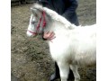 ZAMIENIE lub sprzedam 