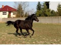 Sprzedam klacz sp !