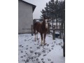 Klacz kasztanowata