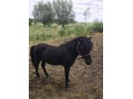 Szczegóły : Sprzedam Karego ogierka