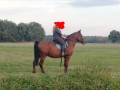 Szczegóły : Sprzedam wałacha 