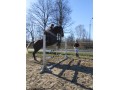 Klacz wlkp 175 cm