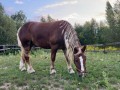 Klacz zimnokrwista 