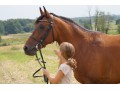Szczegóły : Kupię konia dla 11 letniej juniorki