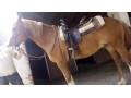 Quarter horse