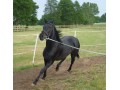 kara klacz- pilnie sprzedam