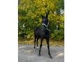 Szczegóły : Sprzedam Ogierka po Cascado 