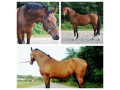 Szczegóły : Stallion. Ogier. Hannover/arab