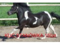 ogierek kuc stanówka sprzedż