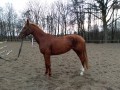 Szczegóły : Chestnut mare, 2010, KWPN, after Tangelo van de Zuuthoeve